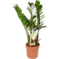 GROW by OBI Zamija višina pribl. 65 - 70 cm Ø lončka pribl. 17 cm