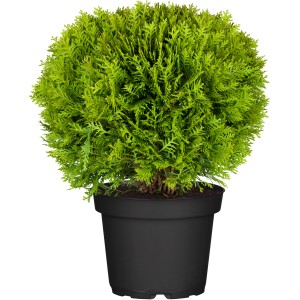 OBI Kroglasti ameriški klek "Danica" višina 10-20 cm lonec 2 l Thuja