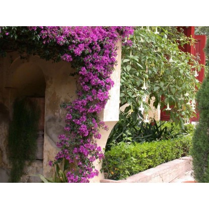 Bugenvilovka na špalirju višine približno 45-50 cm Ø lončka 14 cm Bougainvillea