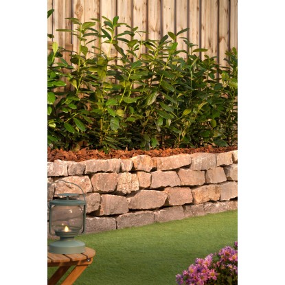 OBI Lovorikovec "Novita" višina pribl. 50-60 cm lonec pribl. 5 l Prunus