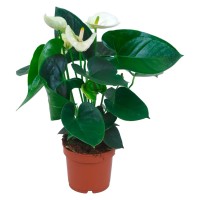GROW by OBI Veliki flamingovec, bel, Ø lončka pribl. 12 cm, Anthurium andreanum