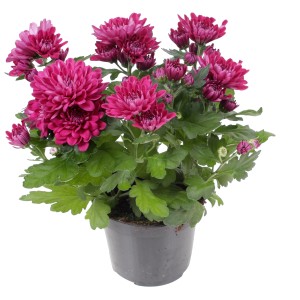 Krizantema cveti dvakrat letno lila višine 20-30 cm Ø lončka 12 cm