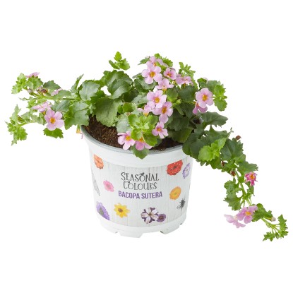 Bacopa (Sutera) barvna mešanica Ø lonca pribl. 10,5 cm