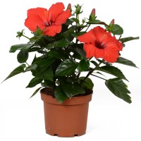 GROW by OBI Kitajski oslez ali vrtnica "HibisQs" Rdeča Ø lončka 13 cm