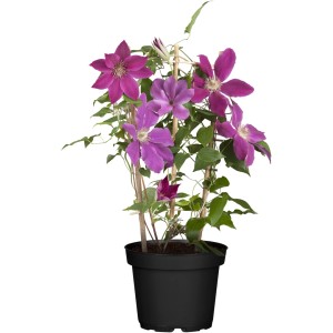 Srobot Niobe Clematis Hybride lonec Ø pribl. 17 cm