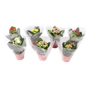 Blosfeldova kalanhoja višina 10-20 cm Ø lončka 7 cm Kalanchoe blossfeldiana