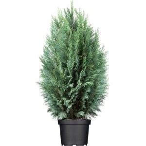 OBI Pacipresa Columnaris 60 - 80 cm Lonček pribl. 5 l Chamaecyparis