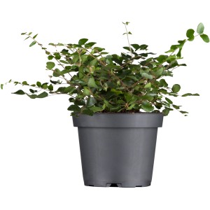 Molembekija bela Ø lončka 13 cm Muehlenbeckia