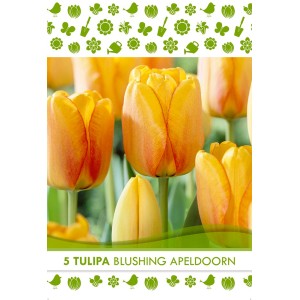 Čebulnica Tulipa Darwin Blushing Apeldoorn