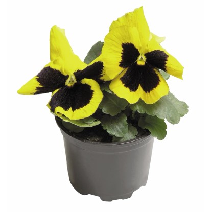 Mačeha, različne barve, Ø lončka pribl. 9 cm, Viola wittrockiana