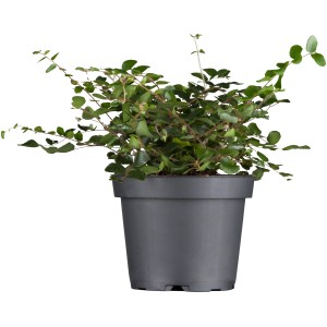 Molembekija višine približno 5-10 cm Ø lončka 9 cm Muehlenbeckia complexa