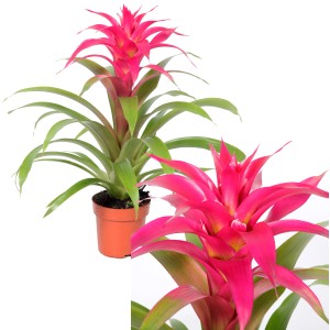 GROW by OBI Guzmanija "Deseo" rožnata Ø lonca pribl. 12 cm (Guzmania)