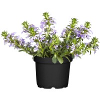 Modri čudež Vijolična Ø lončka pribl. 11 cm Scaevola