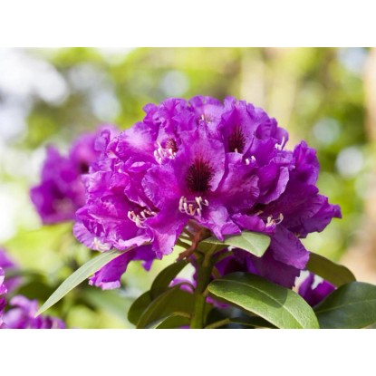 OBI Hibridni rododendron Rasputin vijoličen 20 - 30 cm
