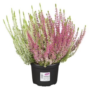 Brsteča cvetoča vresa "Gardengirls-Twin" Ø lonca 17 cm Calluna vulgaris
