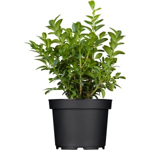 Pušpan 6 v kpl. višina pribl. 10-20 cm lonček prib. 9 cm Buxus