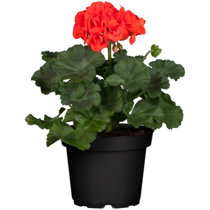 Pokončna pelargonija, Ø lončka pribl. 10,5 cm, Pelargonium zonale