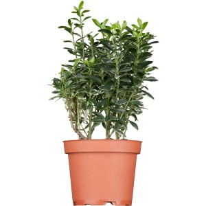 OBI Japonska trdoleska pribl. 20-30 cm lonec pribl. 3 l Euonymus