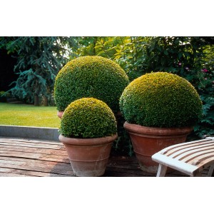 Pušpan Krogla Lonček pribl. 5 l Višina 25 cm Buxus sempervirens var. Arborescens