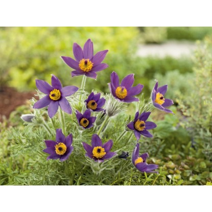 OBI Velikonočnica "Blue Bell" modra Ø lonca pribl. 9 cm x 9 cm Pulsatilla