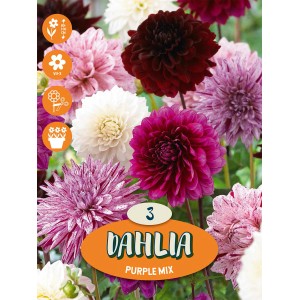 Dalije "Purpur Mischung"