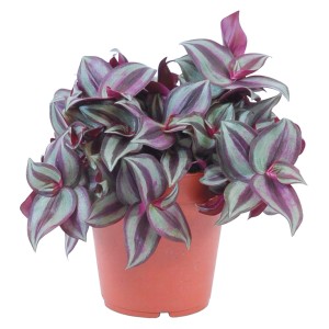 GROW by OBI Zebrasta tradeskancija v lončku Ø pribl. 12 cm Tradescantie zebrina