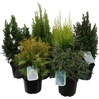 Chamaecyparis Thuja mix višina cca. 30-40 cm lonec cca. 2 l