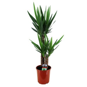 Palma juka 2-stebelna višina pribl. 95-105 cm Ø lončka pribl. 21 cm