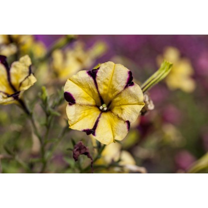 Viseča petunija Peppy Ø lonca pribl. 12 cm Petunia