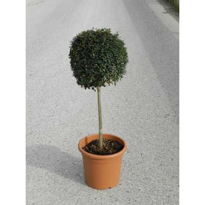 OBI Kalina ionadrum višina pribl. 65 cm lonec pribl. 9 l Ligustrum