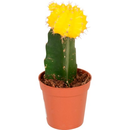 Cepljeni kaktus Neon Style Višina približno 20-25 cm, Ølončka približno 8,5 cm