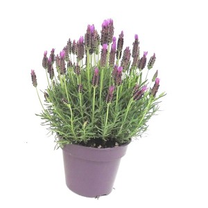 GROW by OBI Čopasta sivka Ø lončka pribl. 14 cm Lavandula stoeches