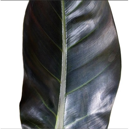 Filodendron Imperial Red 30 - 40 cm Ø lončka pribl. 14 cm Philodendron