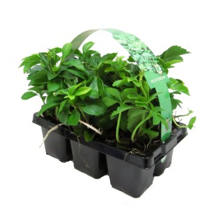 Debelačka 6-delni komplet Ø lončka pribl. 7 cm Pachysandra terminalis