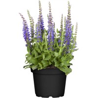 OBI Stepskih žajbelj "Blue Marvel" v lončku premera Ø pribl. 13 cm Salvia