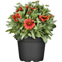 OBI Prerijska kokarda Ø lonca pribl. 19 cm Gaillardia