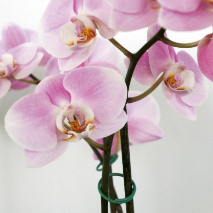 Obročki za vezanje Ø 2 cm 30 kosov