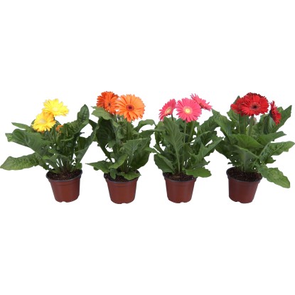 Gerbera različne barve Ø lončka pribl. 12 cm Gerbera