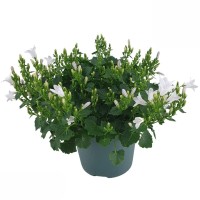 Zvončica "Ambella Weiß" višine približno 15-20 cm Campanula portenschlagiana