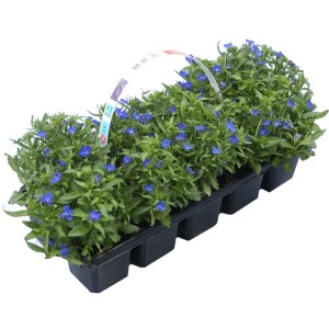 Erinasta lobelija modra 10 - 15 cm pakiranje po 10 Lobelia erinus