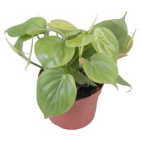 GROW by OBI Filodendron v lončku Ø pribl. 12 cm Philodendron scandens