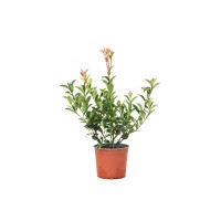 GROW by OBI Fotinija Red Robin višina 45 cm lonček 3 l Photinia x fraseri