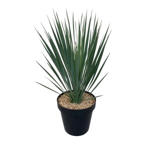GROW by OBI Yucca rostrata Ø lonca cca. 24 cm