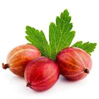 Rdeča kosmulja v loncu 2 l