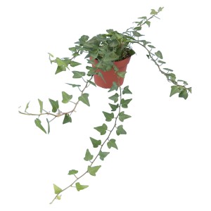 GROW by OBI Bršljan Lonček Ø pribl. 13 cm Zelena Hedera Helix