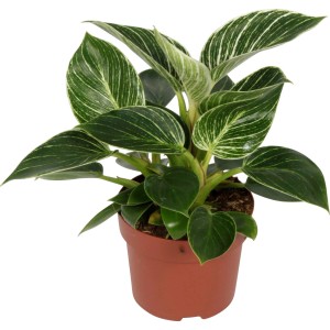 GROW by OBI Filodendron White Wave 20 - 25 cm, Ø lončka pribl. 12 cm