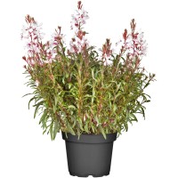 OBI Vrtna gavra v lončku s Ø pribl. 19 cm Gaura