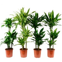 GROW by OBI Zmajevka višina pribl. 115 - 120 cm Ø lončka pribl. 21 cm