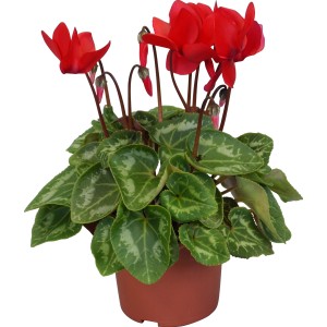 Perzijska ciklama "Midi" me&scaron;anica barv &Oslash; lončka pribl. 10,5 cm