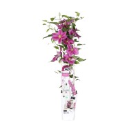 Clematis "Vicki" višina cca. 65 cm, lonec cca. 2 l